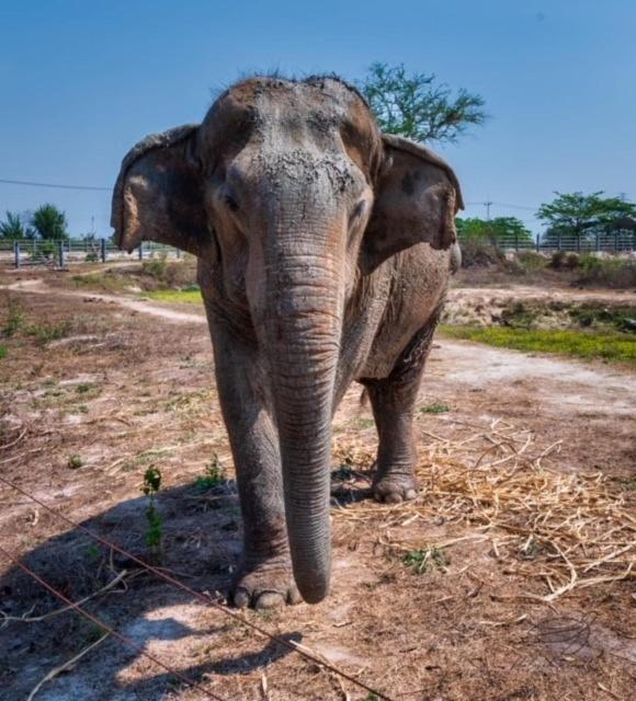 Elephant View Camp Ban Huai Thawai Exterior foto